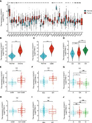 Comprehensive Analysis of Sterol O-Acyltransferase 1 as a Prognostic Biomarker and Its Association With Immune Infiltration in Glioma